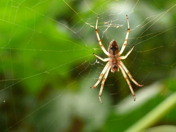 What's on your plate