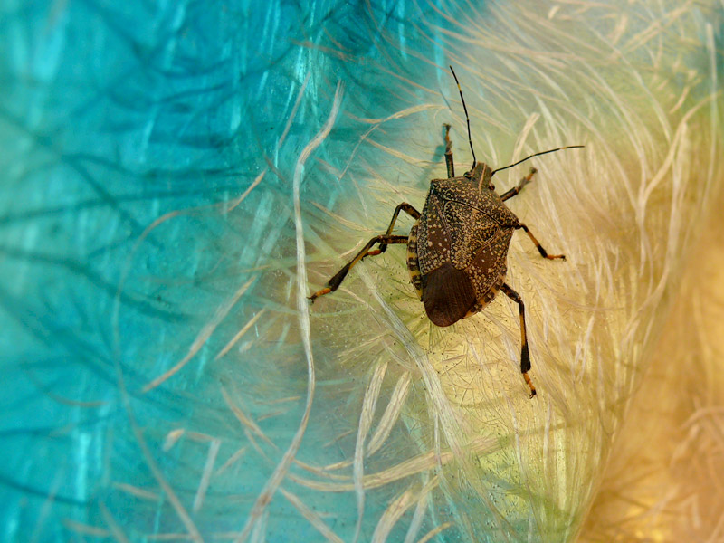 Thick skinned, copyright Picturejockey : Navin Harish 2005-2015