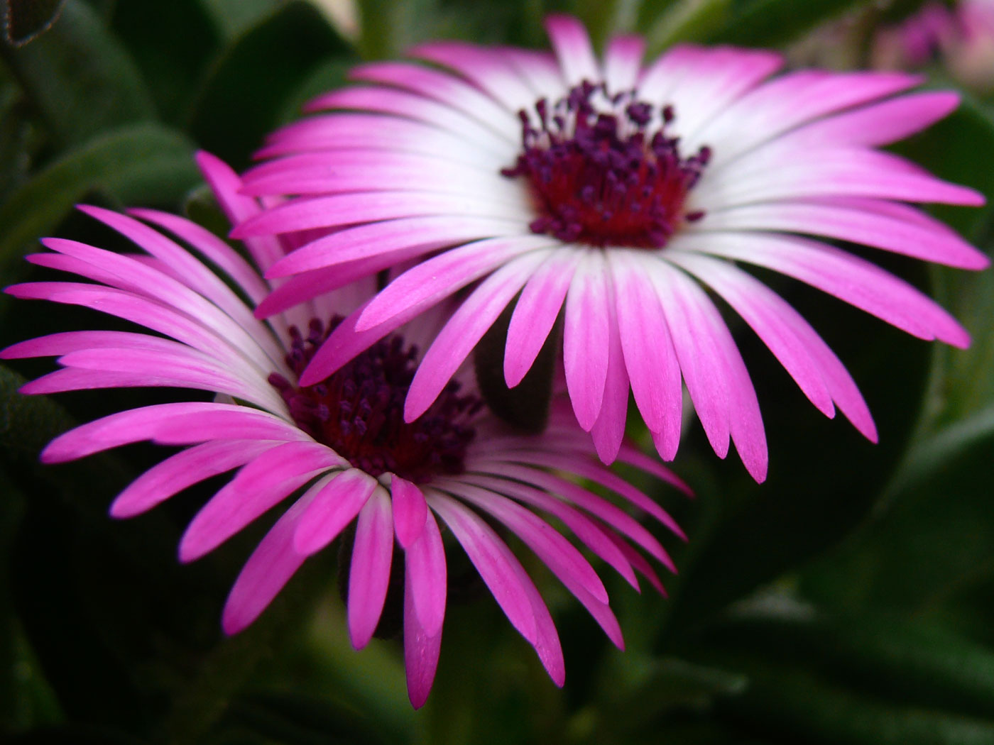 Pink Flowers, copyright Picturejockey : Navin Harish 2005-2015