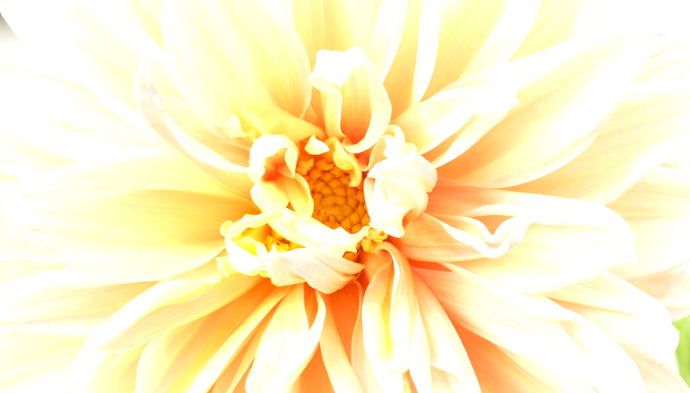 Radiance, copyright Picturejockey : Navin Harish 2005-2015