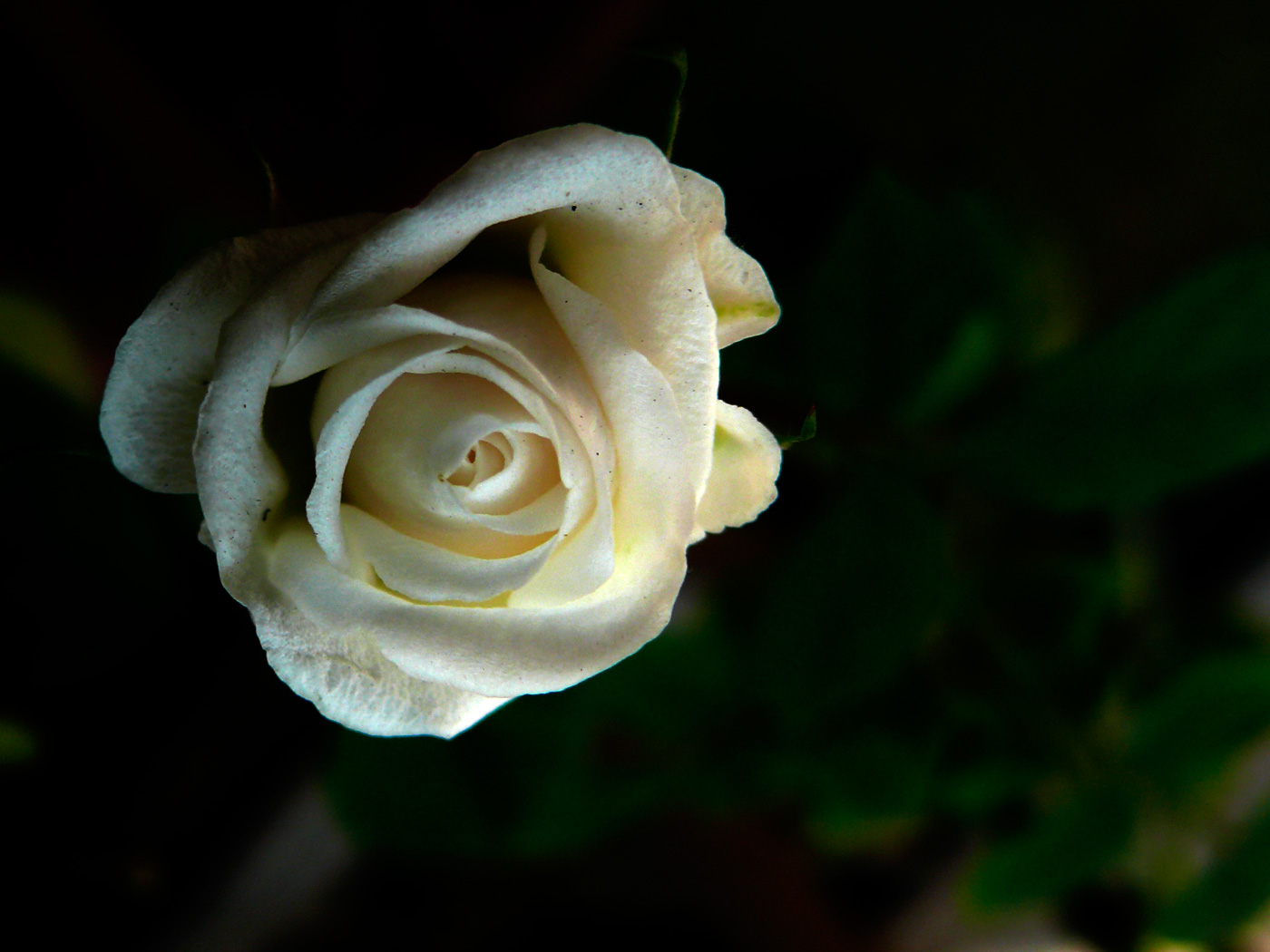 A Dark Rose, copyright Picturejockey : Navin Harish 2005-2015