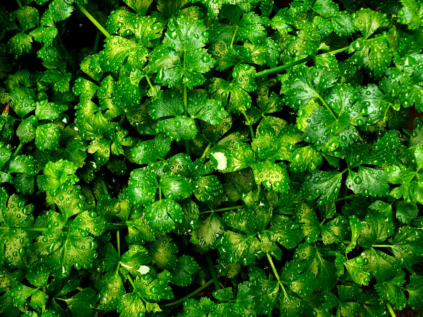 Celery, copyright Picturejockey : Navin Harish 2005-2015