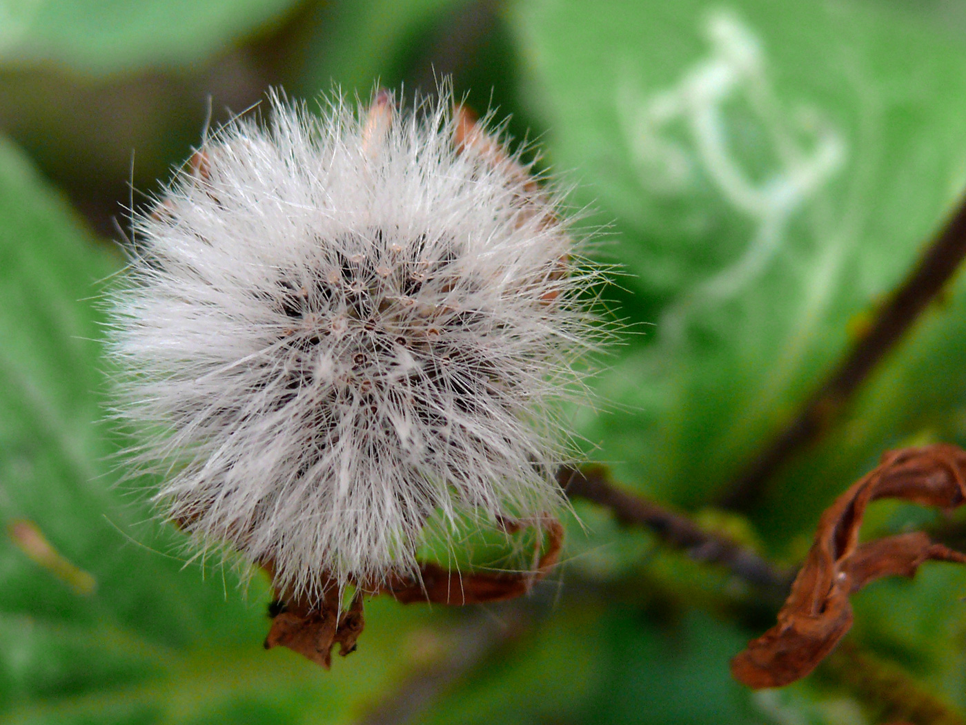 Dandelion?, copyright Picturejockey : Navin Harish 2005-2015
