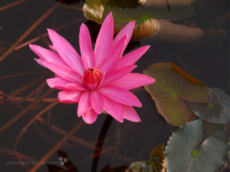 Not a bhakt, just because I post a Lotus pic, copyright Picturejockey : Navin Harish 2005-2015