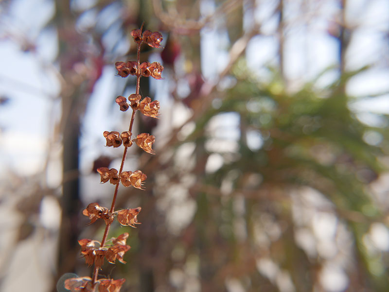 Holy... Basil, copyright Picturejockey : Navin Harish 2005-2019